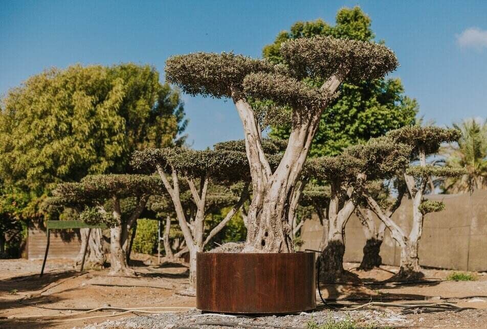 משתלת הבוטיק של נובט | נובט עיצוב ופיתוח נוף