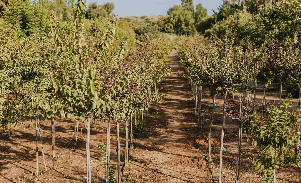 משתלת הבוטיק של נובט | נובט עיצוב ופיתוח נוף