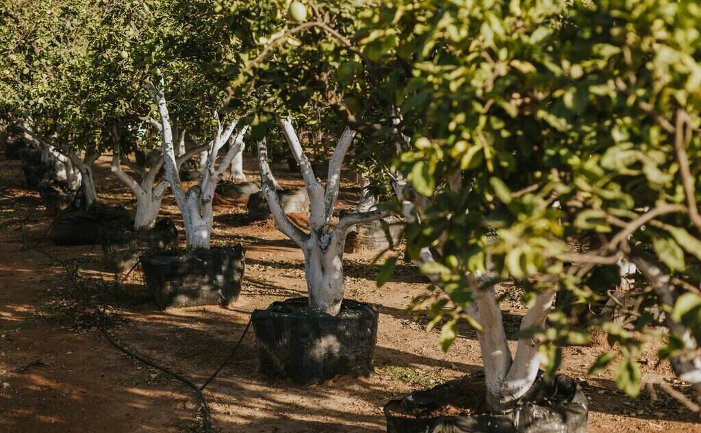 משתלת הבוטיק של נובט | נובט עיצוב ופיתוח נוף