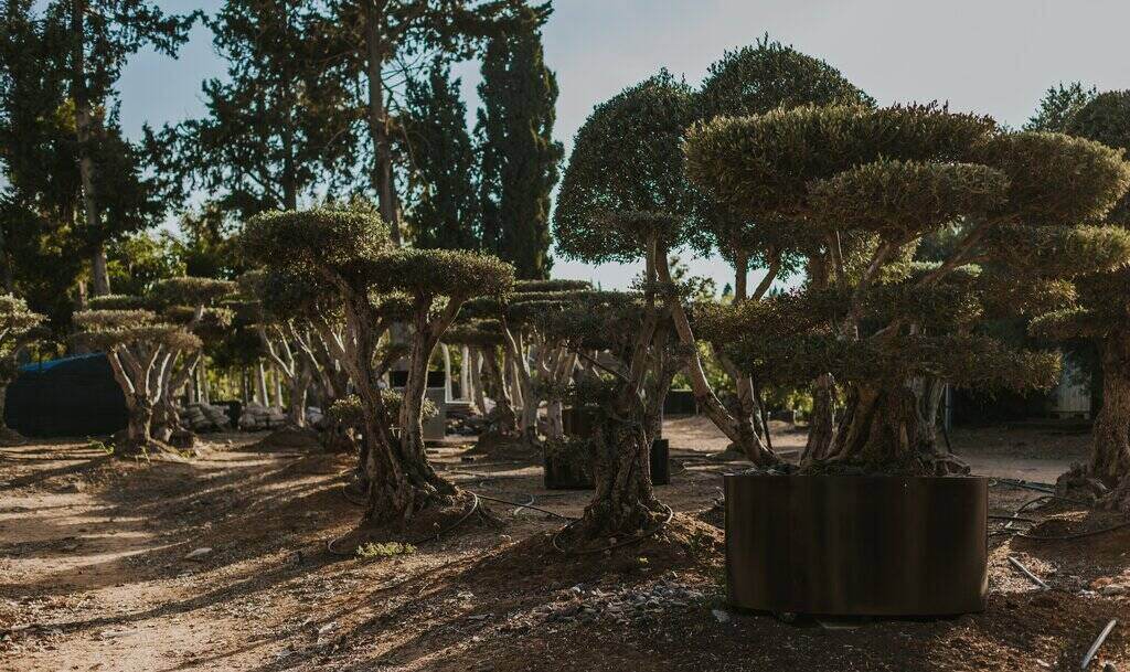 משתלת עצים במרכז